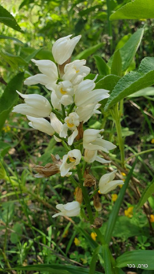 סובב הר מירון